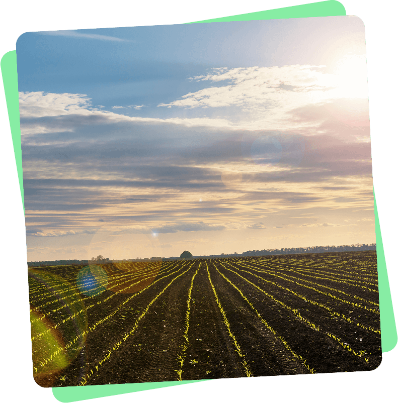 Ploughed fields