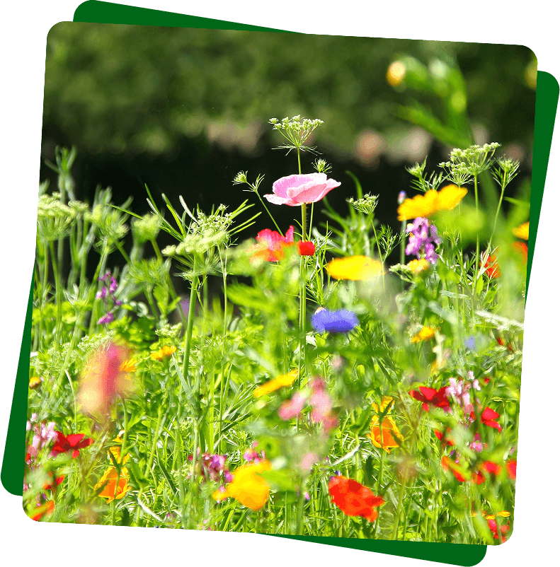 Colourful flowers in a wild setting