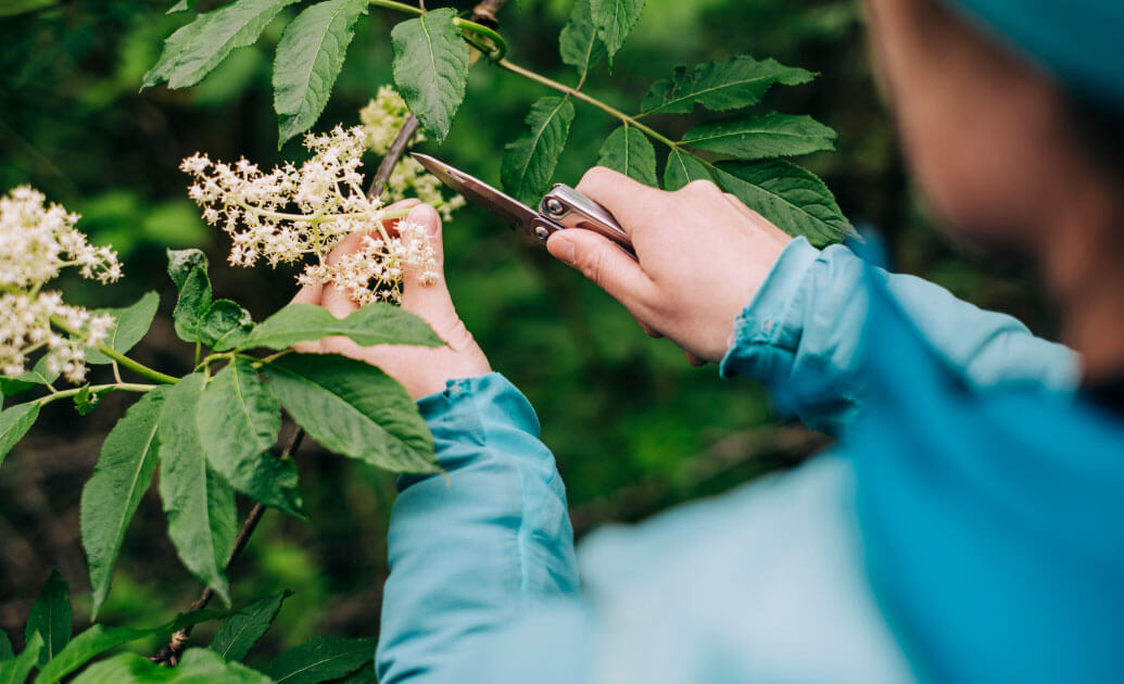 Hands using a penknife to cut leaves from a plant