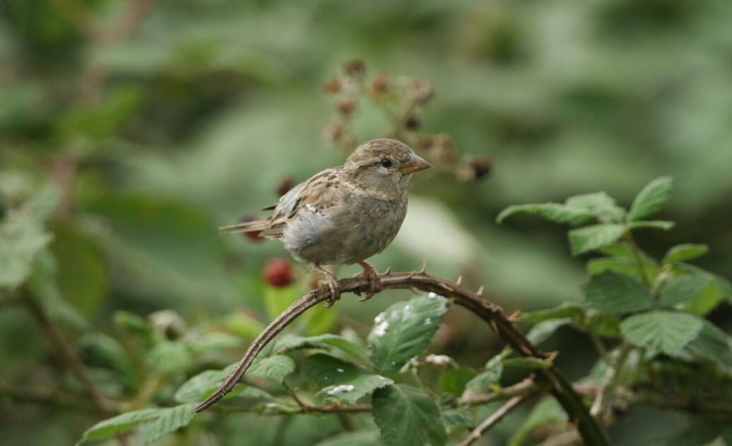 A bird sitting on a bramble