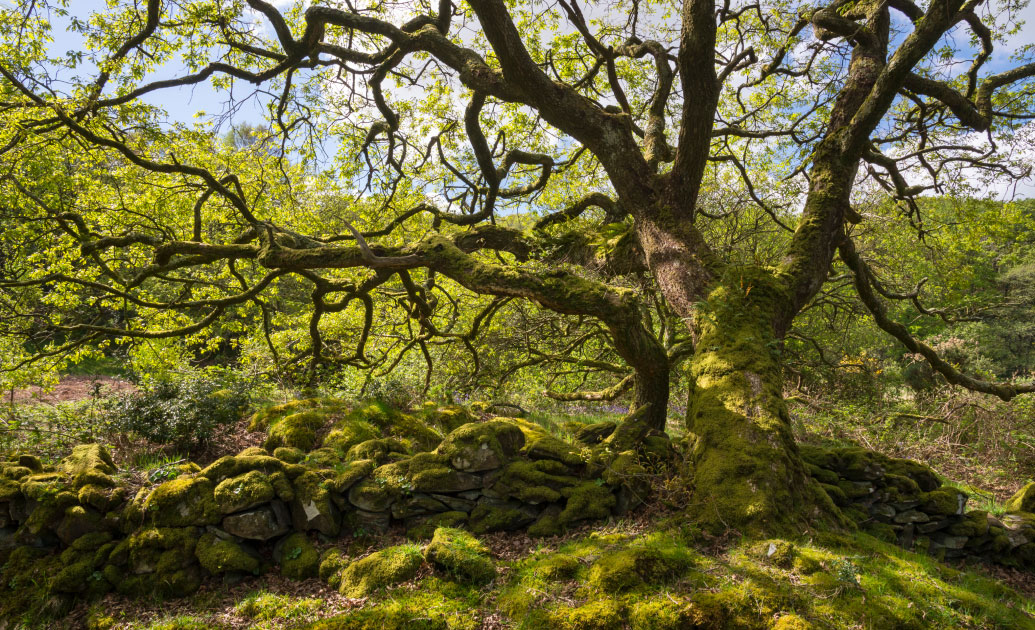 A large, moss-covered tree standing on a slope