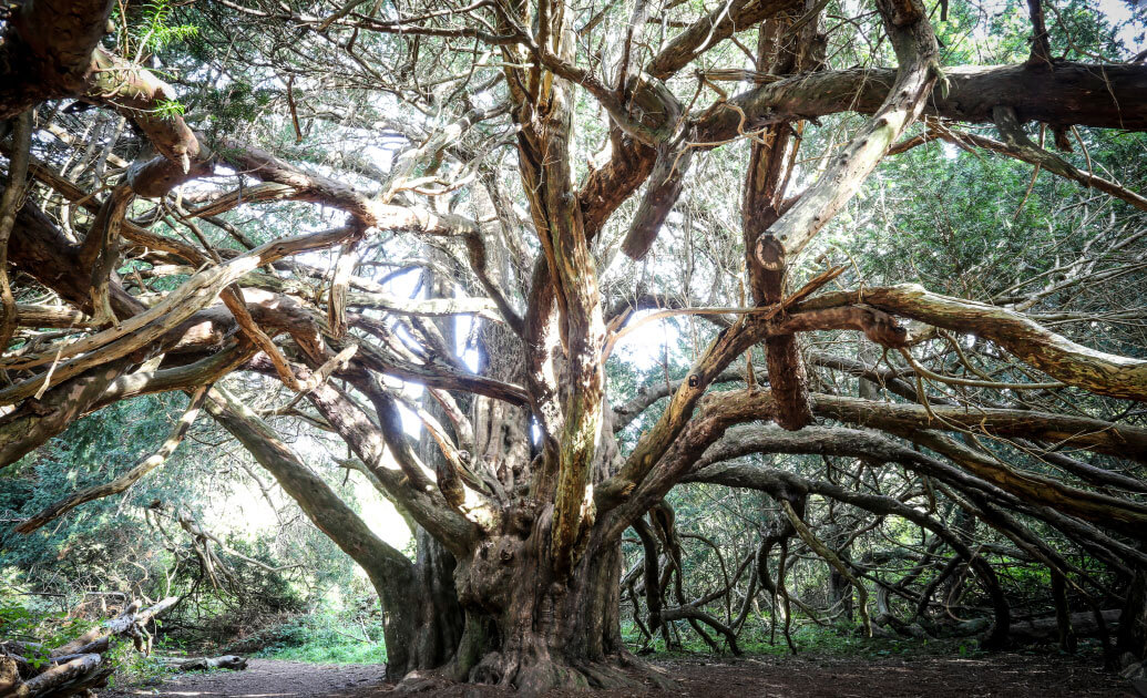 A large, ancient tree with multiple branches shooting off in different directions