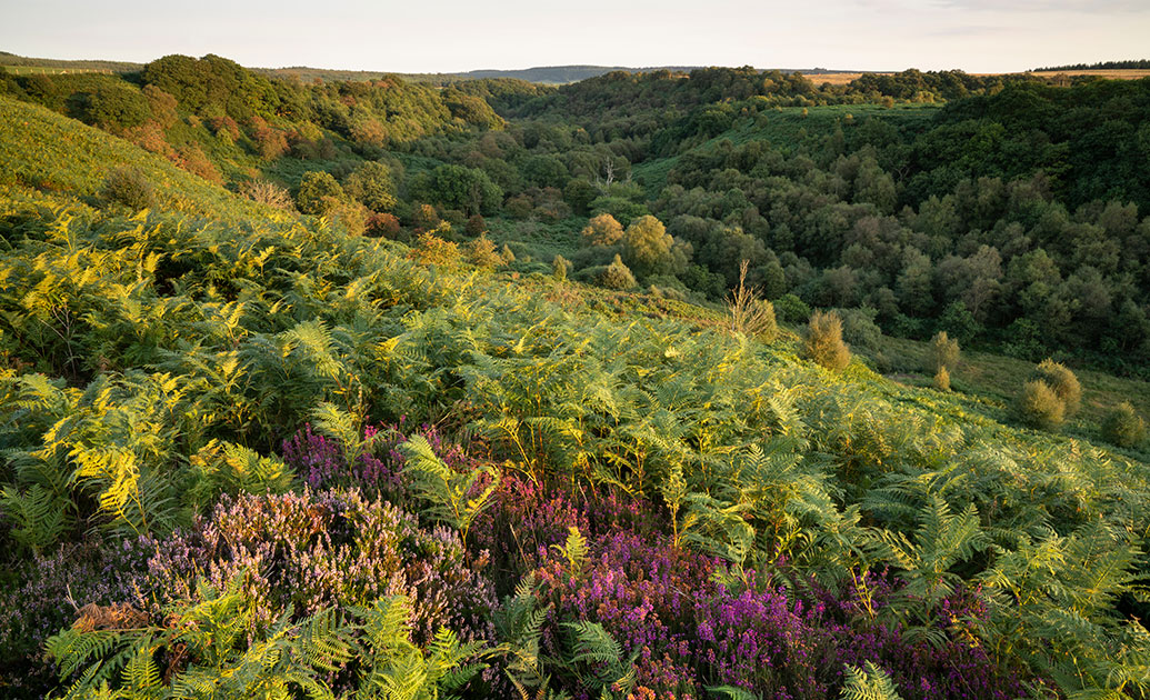 Scar and Castlebeck Woods, Scarborough, North Yorkshire