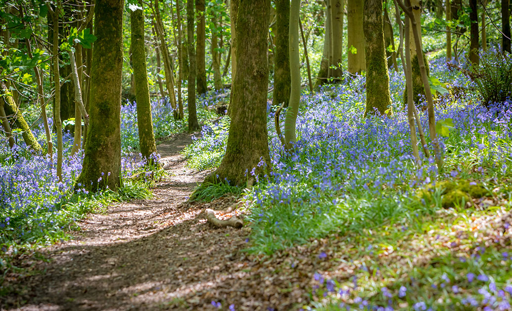 Sea Wood, Bardsea, Cumbria